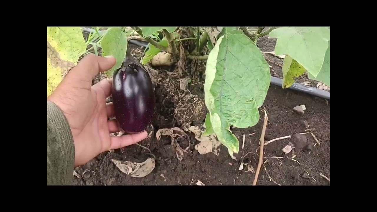 बैंगन के पौधे की कटिंग कर दिया गया वैरायटी 212 