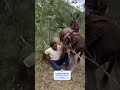 Esse vaqueiro é muito mole em! Caiu do jumento 🤣🤠 #pecuarista #agro #shortsviral #fazenda #gado