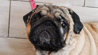 Cute Pug at the Groomer - First video with the voice