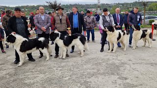 Arbitrarea la masculi  juniori de la Suceava - Iulius Mall 7 Mai 2023