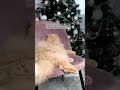 как отучить кота от ёлки украшение ёлки лайфхак украшение новогодней елки