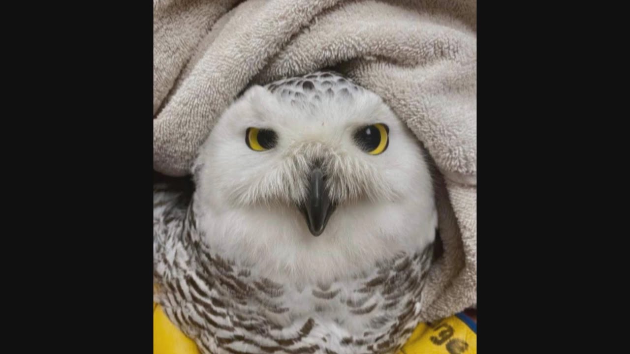 Snowy Owl Latest Victim of Rat Poison
