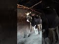 #viral #reaction #desiviilagelifetstyle #farming
