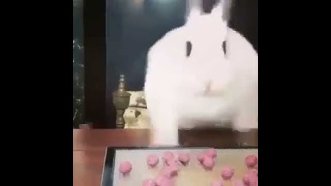 Rabbit falls off table