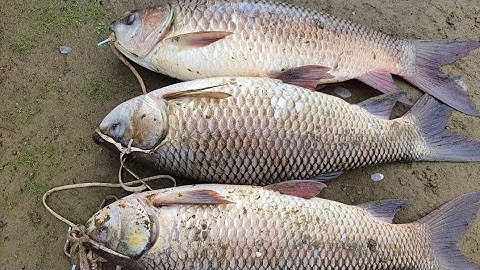 Mồi câu cá  trôi, chép, trắm, phi, Mè Vinh, Hiệu Quả - Dễ Làm | Carp bait | Mồi Mới || Minh Fishing