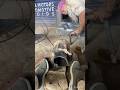 Hard Job By Truck Mechanic #mechanic #bush #change #shortvideo #trendingshorts #youtubeshorts