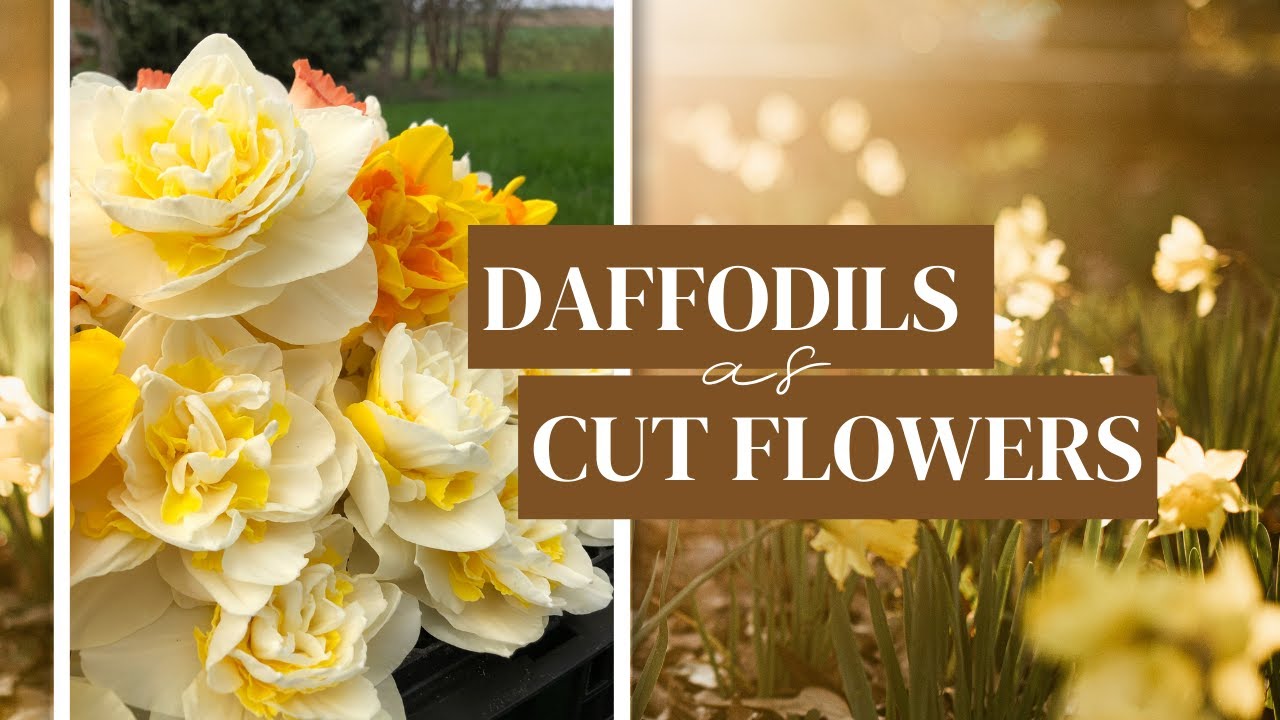 Growing Specialty Daffodils For Cut Flowers | A Look At Our Favorite Daffodil Varieties!