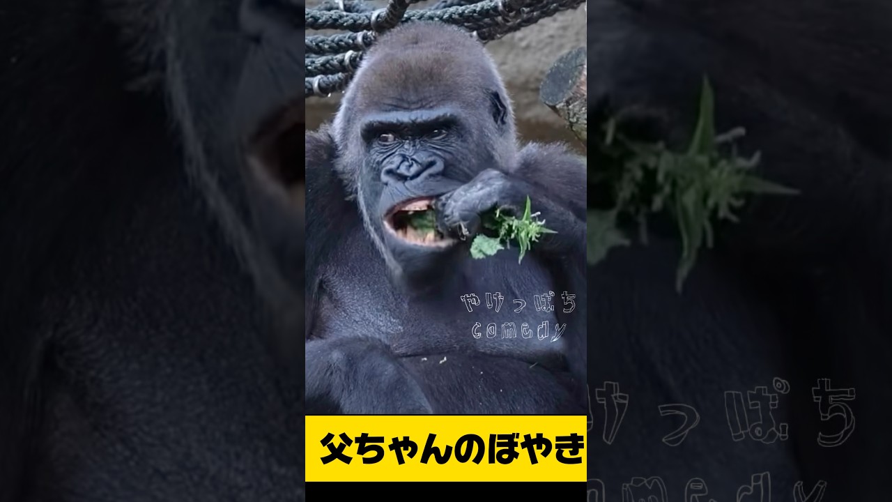 【やめといたほうがええで】#ゴリラ #すぐる #アフレコ #パチンコ #動物 #shorts #父ちゃん