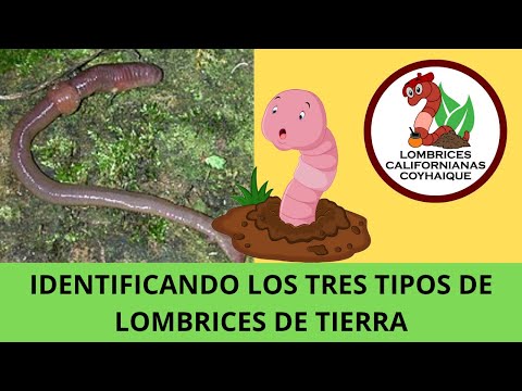 IDENTIFICANDO LOS TIPOS DE LOMBRICES DE TIERRA/ #50