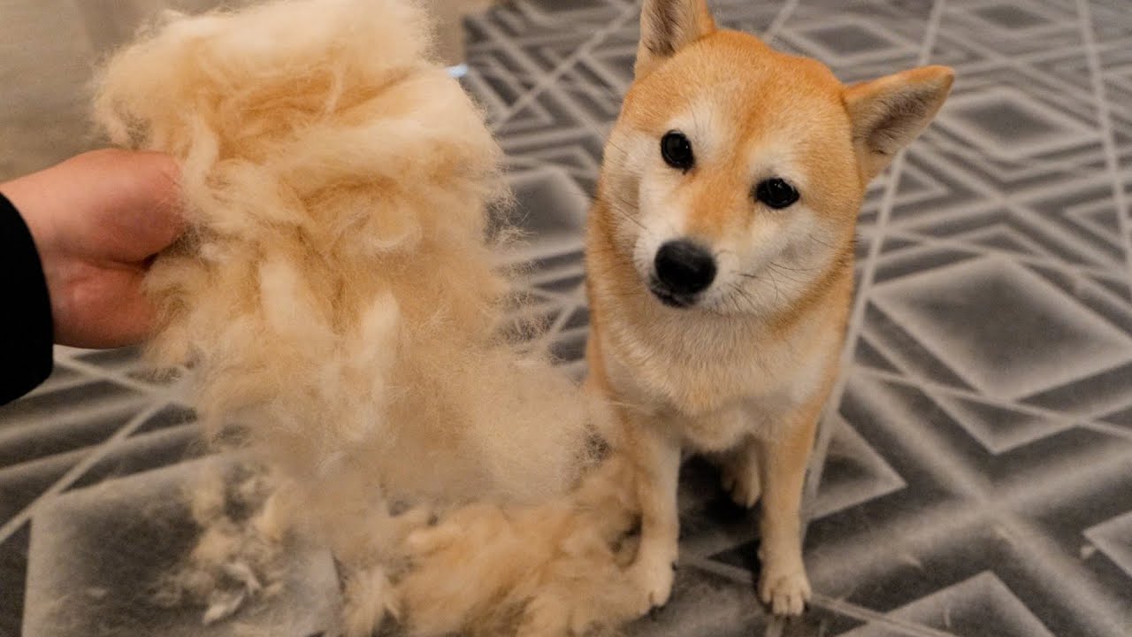 自分の質量を遥かに超える毛を生み出してしまった柴犬 - YouTube