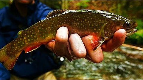 Brook Trout HEAVEN - Small Stream Fly Fishing w/ Streamers