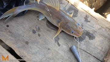 Thử mồi thuốc cá lăng trúng ngay ổ cá - Test bait fishing