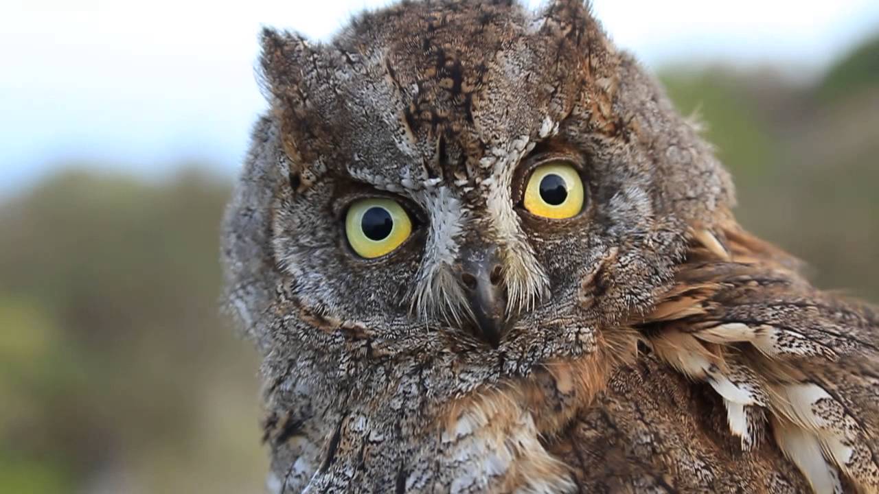 Autillo, Scops Owl (Otus scops) en Isla Grosa (Murcia) (2). 