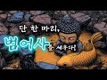범어사, 전설의 시작은 단 한 마리 물고기! #금정산 #범어사 #108필름