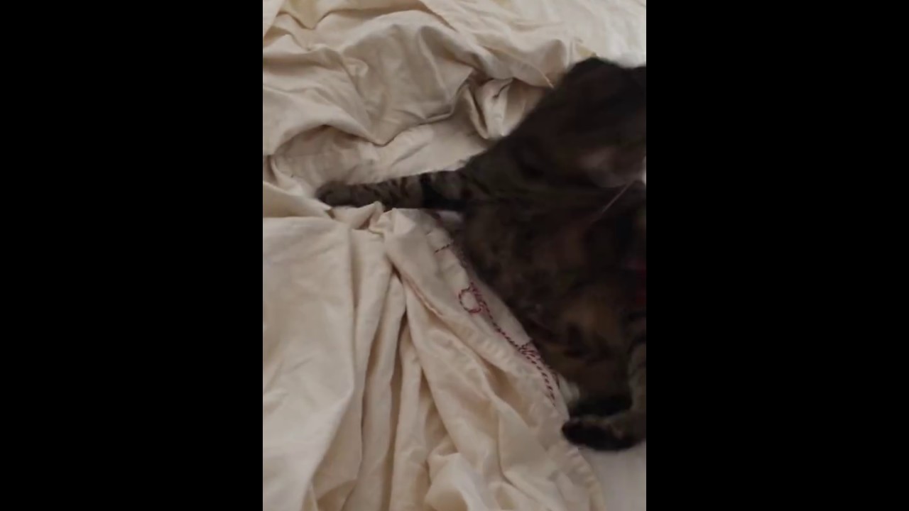 Big Kitty Shows a Cat Toy Who's Boss!