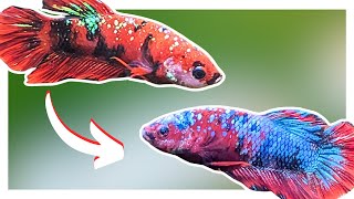 Why Your Betta Is CHANGING COLOR