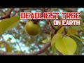 Dangerous Tree in the World | Never Touch This Tree