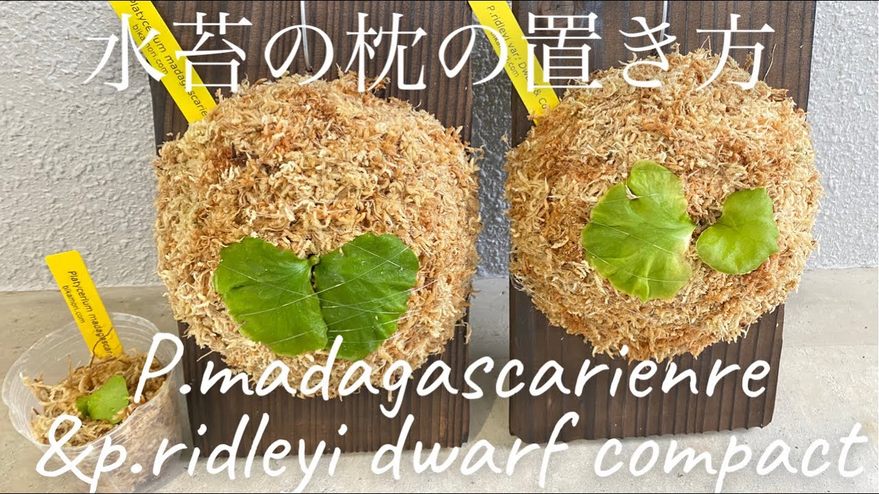 ビカクシダ　マダガルカリエンセ&ドワーフコンパクト 水苔の枕の置き方 P.madagascarienre& P.ridleyi dwarf compact ご依頼ありがとうございます😊