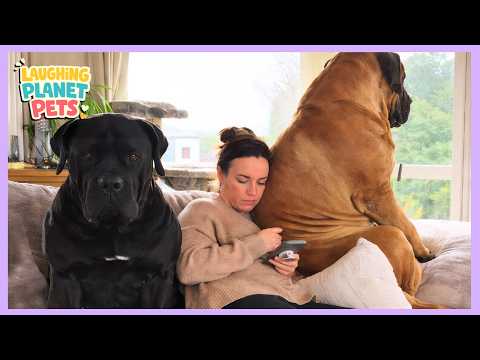 She Brought Home Two Massive Mastiffs—Her Parents Weren’t Ready for What Happened Next