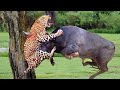 Leopard King Almost Lost His Life Because He Dare To Hunt The Fierce Buffalo - Leopard Vs Buffalo