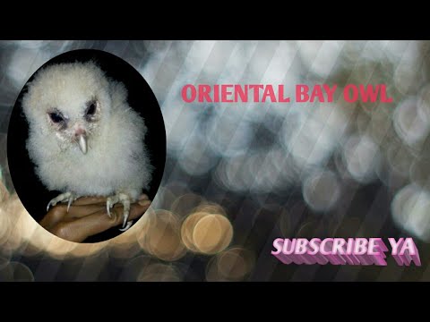 Cara Jitu Merawat Bayi Burung Hantu Oriental Bay Owl 