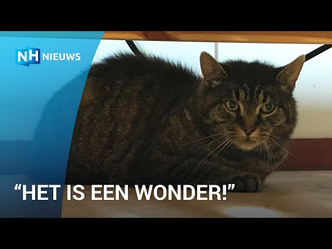 Video: Aardolievergiftiging Bij Katten