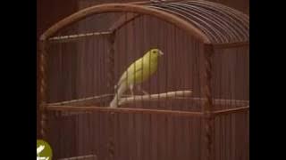 Russian Canary ( Kenari Rusia )