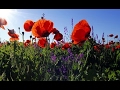 DÉTENTE À LA CAMPAGNE – Oiseaux Champs Fleurs Ruisseau – Calme le Stress – Sommeil Réparateur