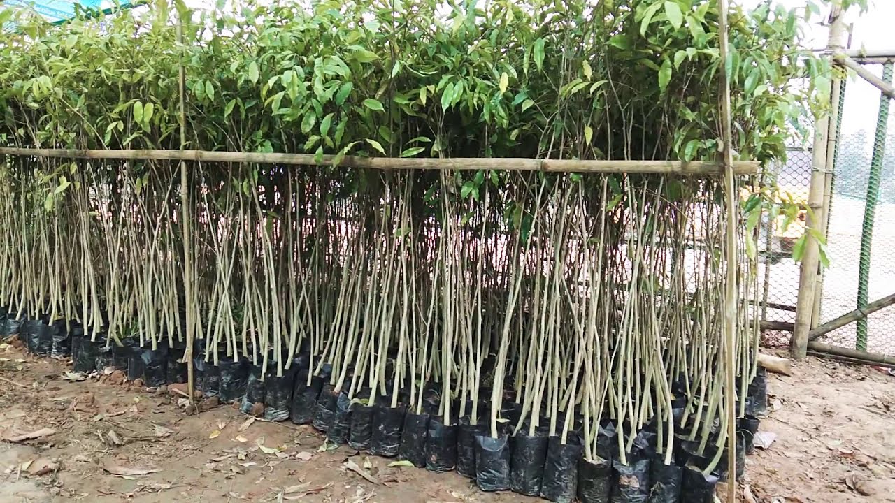 Agarwood plantations in Telengana and Andra Pradesh. Call ...