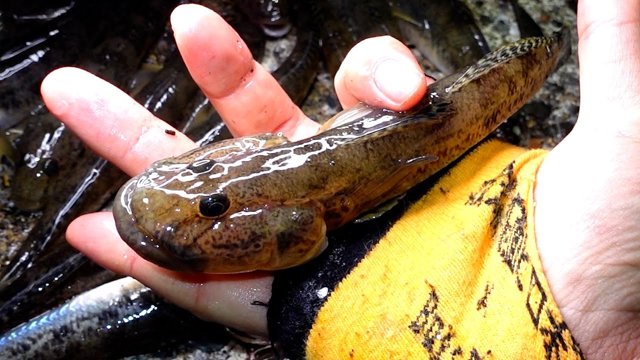 巨大なハゼを釣りまくって食いまくってみた
