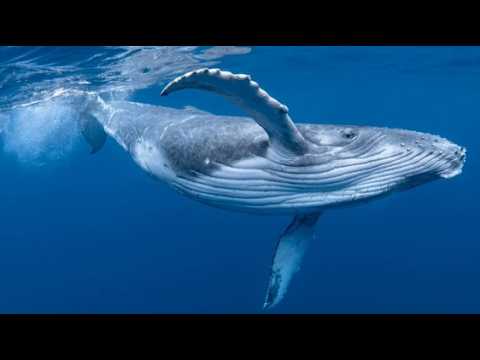 The Ocean Giant
