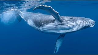The Ocean Giant
