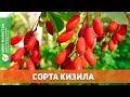 Популярные сорта кизила | Agro-Market.ua