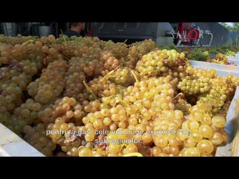 Video: Kennismaken Met Vinho Verde, De Easy Wine Sipper Van Portugal