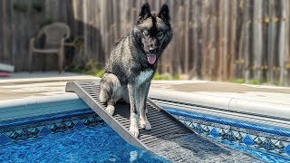 The Dogs Got a New Swimming Pool Ramp!