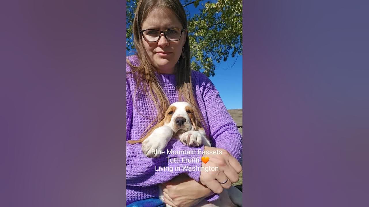 Basset hound puppies at 8 weeks old! YouTube