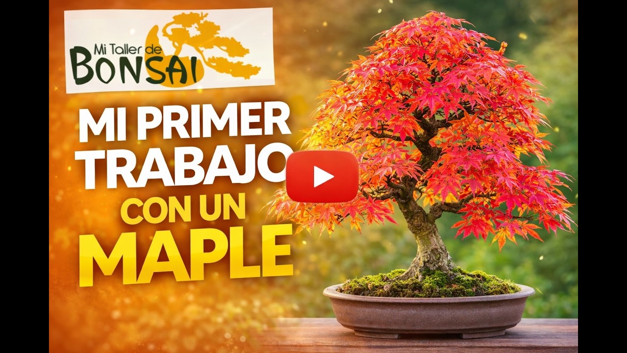 Mi primer TRABAJO con un MAPLE