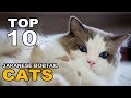 TOP 10 JAPANESE BOBTAIL CATS BREEDS の動画、YouTube動画。