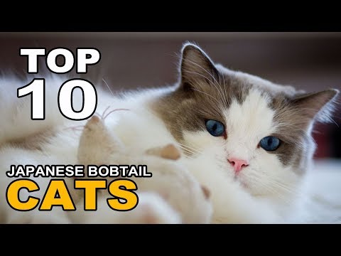 TOP 10 JAPANESE BOBTAIL CATS BREEDS