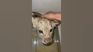 قطه للتبني 
