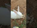 👇🐰Hashtags: #rabbitlife #bunnies #petcare #trending #youtubeshorts #animals #cuteanimals