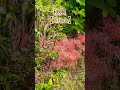 三ケ根山の頂上に来て、花や草など見てます。 曲 秋風 / Kiroro #kiroro #キロロ #花 #三ケ根山 #ドライブ
