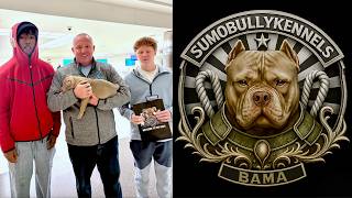 Sumo Bully Kennels Alabama Aka Bama Introduction