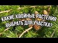 Какие хвойные растения выбрать для садового участка?