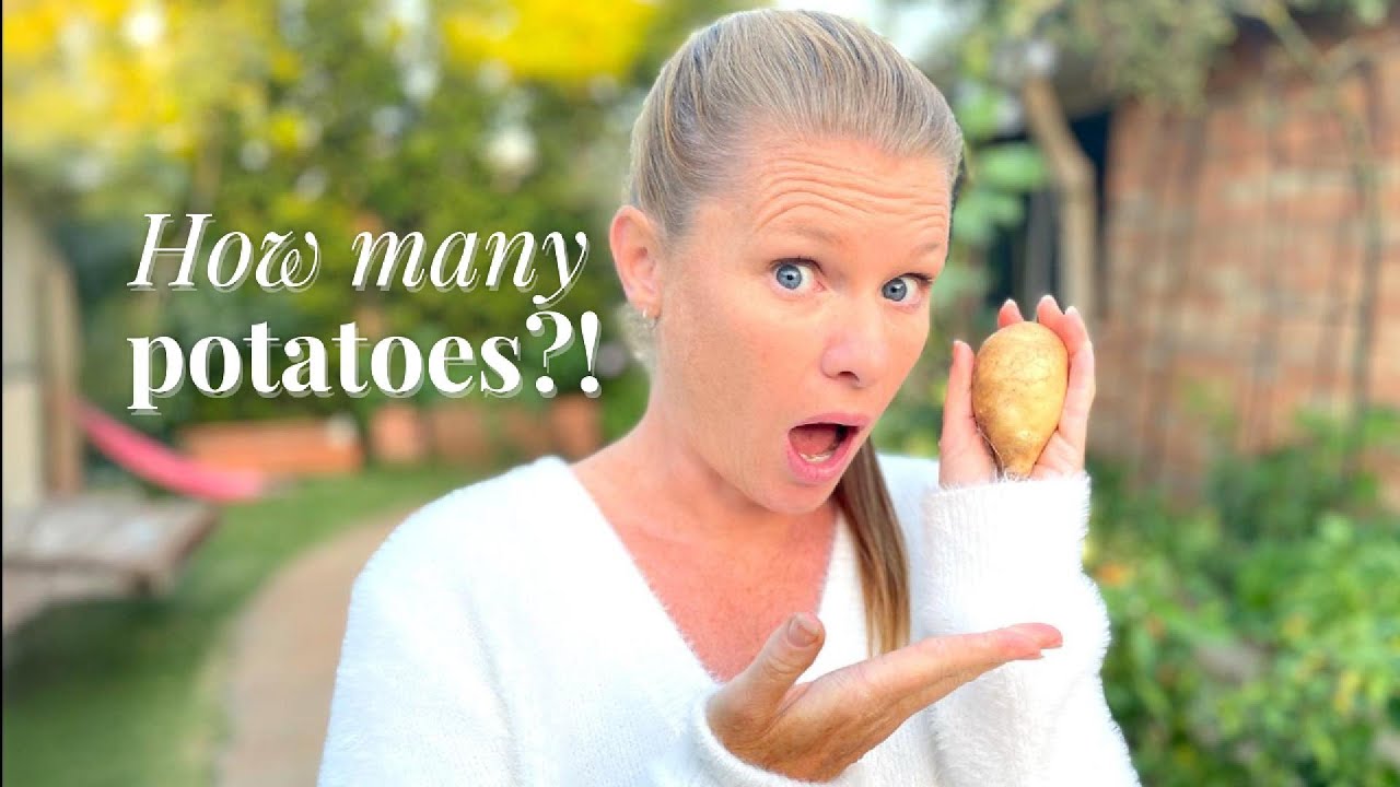 First Potato Harvest 2025 Zone 10B, Fail or Win?! Plus Aussie Mason Jars Unboxing