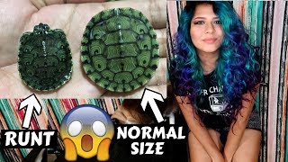 I FOUND BABY TURTLES IN MY BACKYARD! meet Tiny the runt :) I FOUND BABY TURTLES IN MY BACKYARD! meet Tiny the runt :)