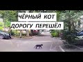 Черный кот дорогу перешел!!!😃 юмор 😃