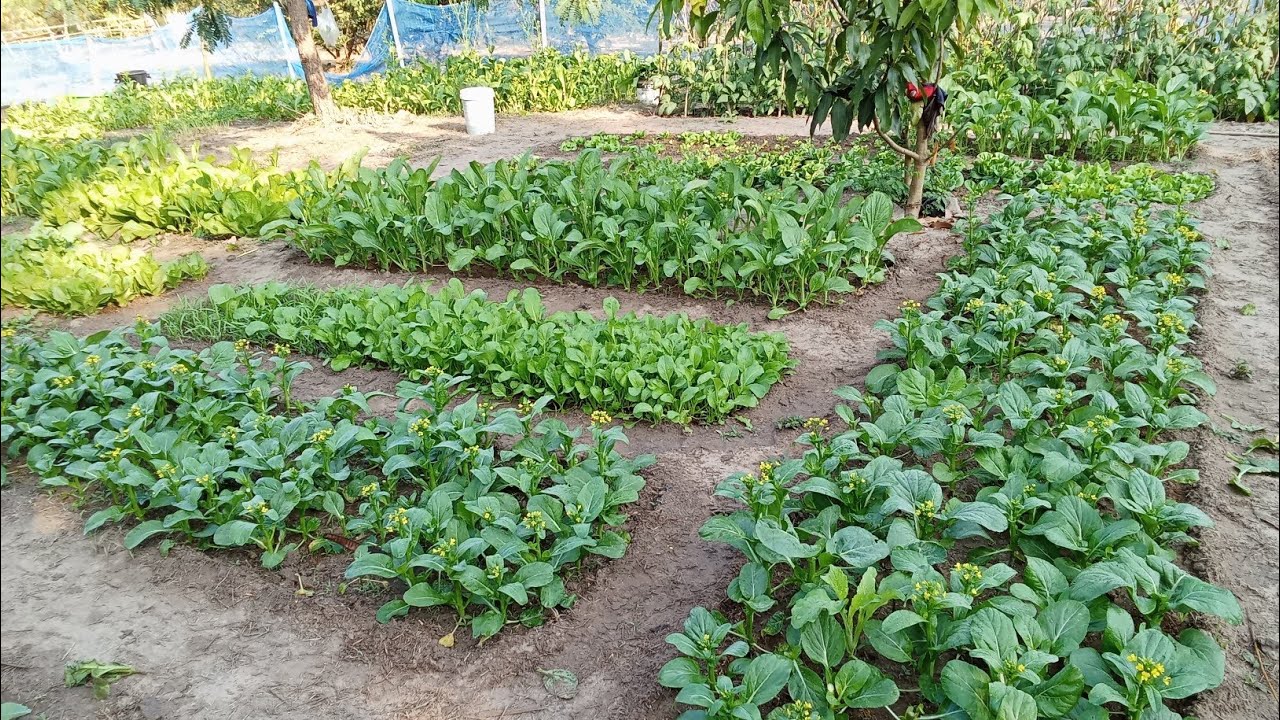 กวางตุงพันธุ์ไหนน่าปลูก พันธ์ไหนนิยมปลูกขาย🥬🌱  