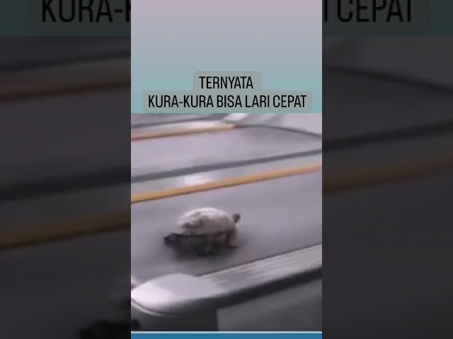 Begini Jadinya Kalau Kura-Kura Lari Cepat class=