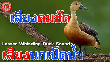นกเป็ดน้ำ นกเป็ดแดง เสียงนกเป็ดน้ำ ชัด100% เสียงนกเป็ดต่อกลางคืน ได้ผล100% เสียงนกเป็ดใหม่ล่าสุด